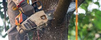 Best Lawn Watering Services  in Rancho Laveras, CA