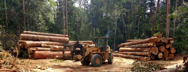 Best Commercial Tree Services  in Rancho Laveras, CA