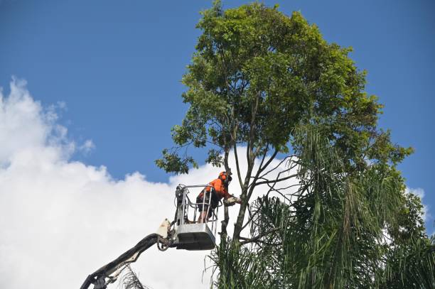 Professional Tree Care in Rancho Calaveras, CA