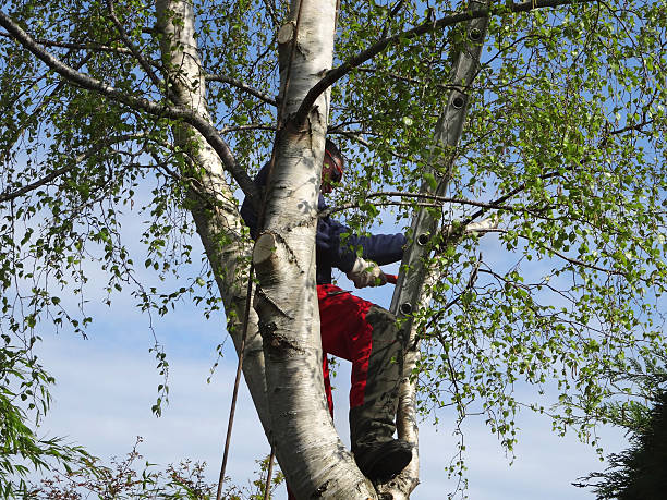 Best Storm Damage Tree Cleanup  in Rancho Laveras, CA